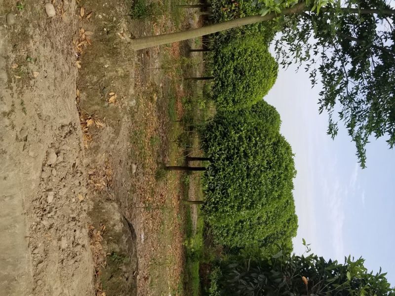 桂花，8_20大量出售，成都本地货，各种规格均有，价格低