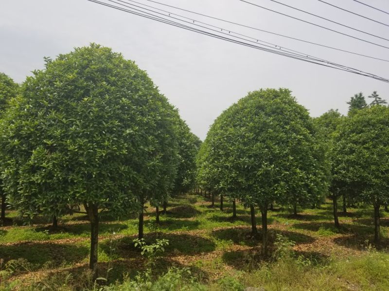 桂花，8_20大量出售，成都本地货，各种规格均有，价格低