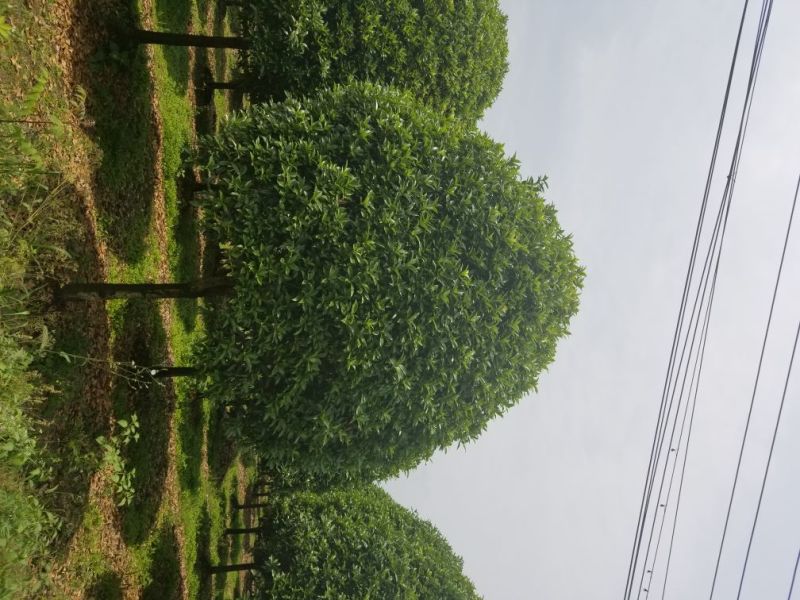 桂花，8_20大量出售，成都本地货，各种规格均有，价格低