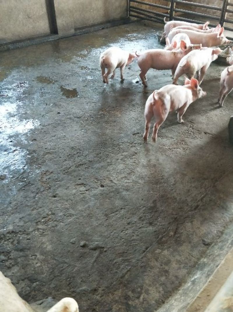 公司猪场加农户饲养共赢原则，专业饲养员封闭管理，防疫到位
