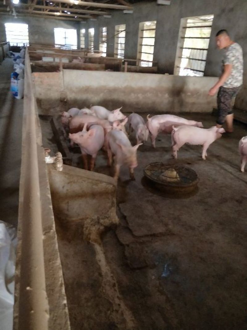 公司猪场加农户饲养共赢原则，专业饲养员封闭管理，防疫到位