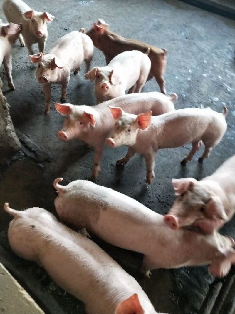 公司猪场加农户饲养共赢原则，专业饲养员封闭管理，防疫到位