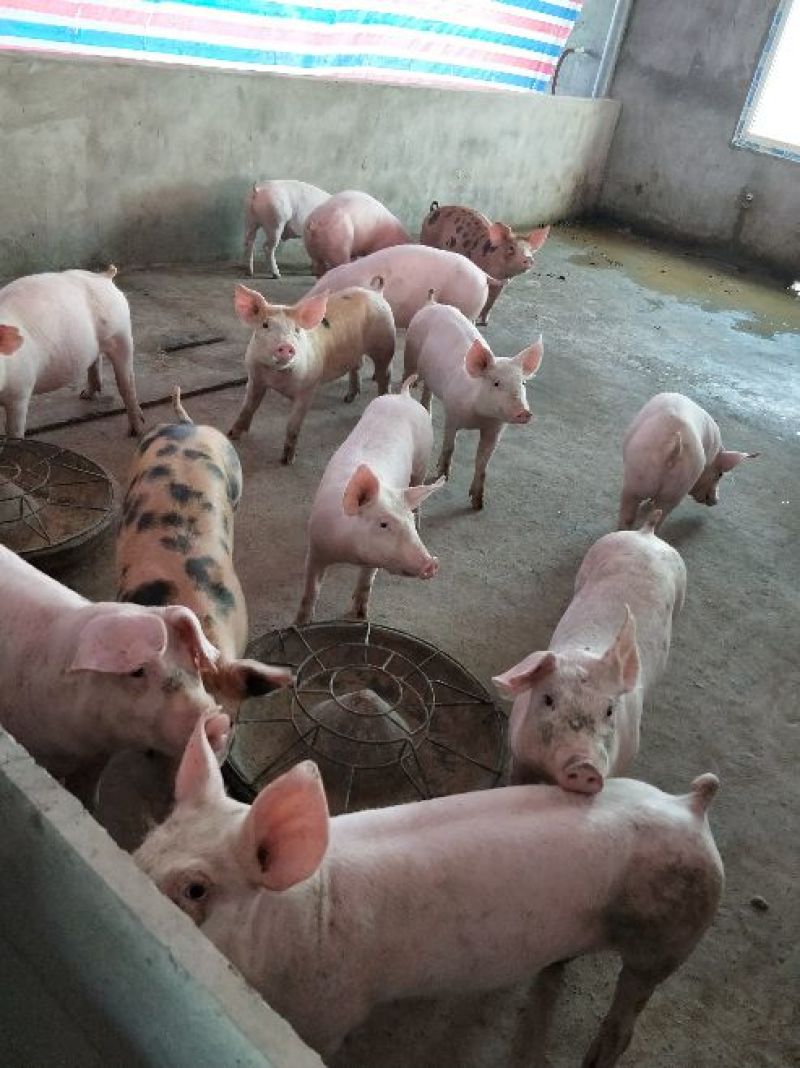公司猪场加农户饲养共赢原则，专业饲养员封闭管理，防疫到位