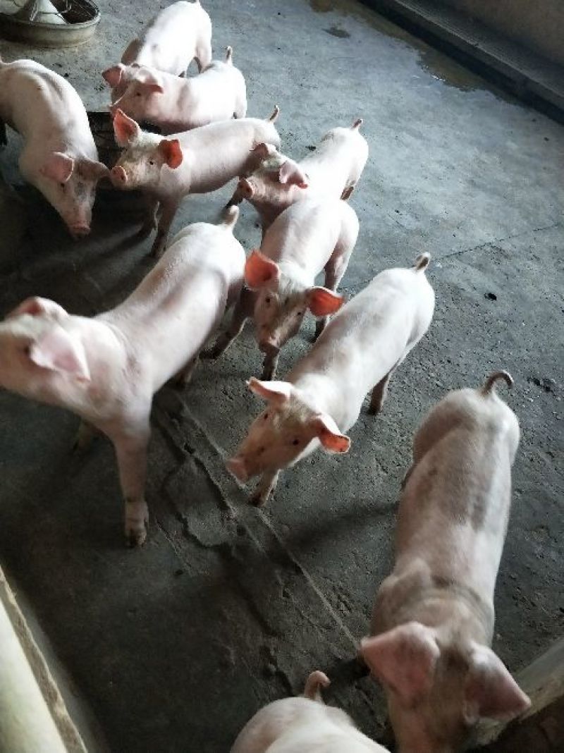 公司猪场加农户饲养共赢原则，专业饲养员封闭管理，防疫到位