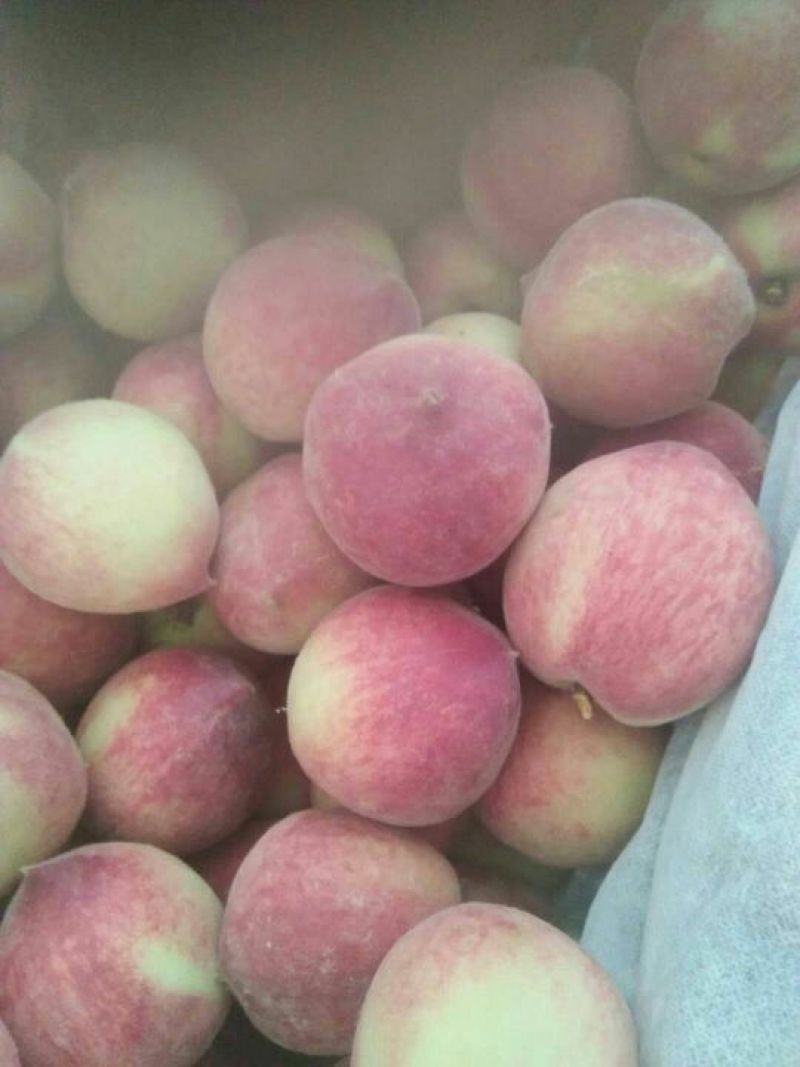 血桃毛桃红肉油桃日供十万斤