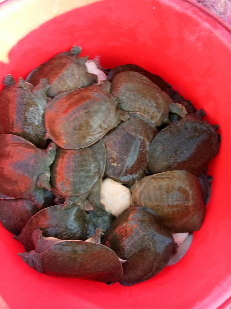外塘精品黄甲鱼2.5---2.9斤。。。。