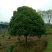 桂花树18-20公分