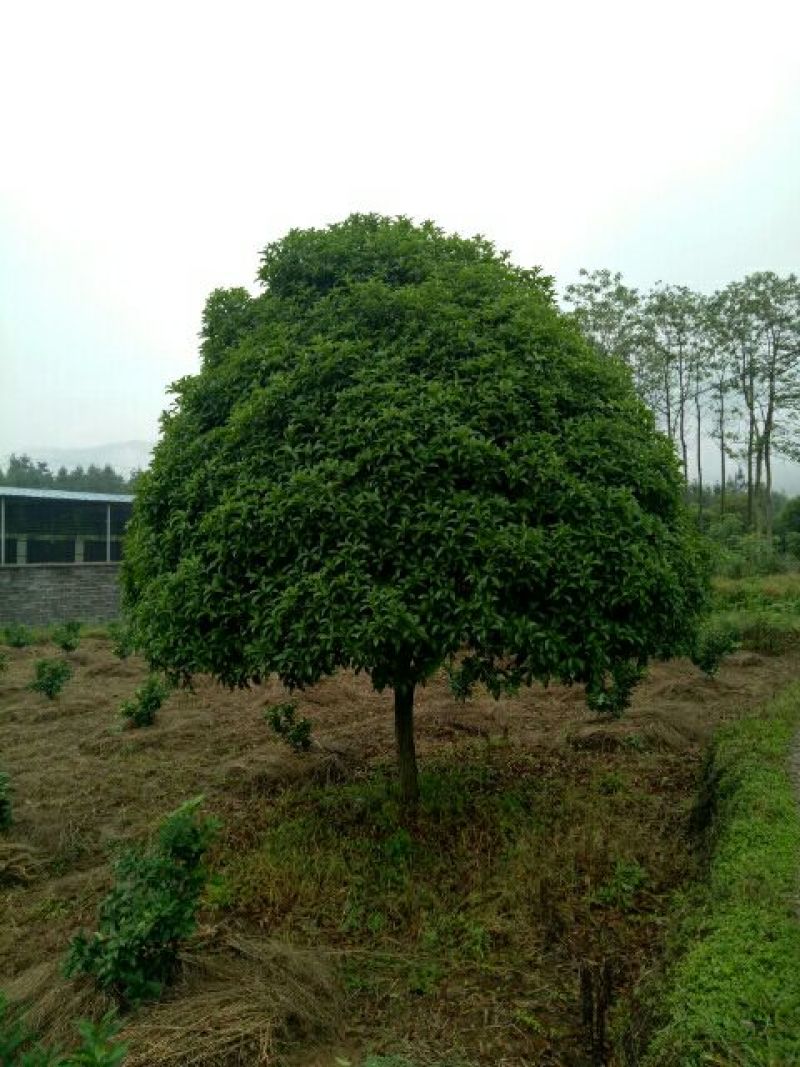桂花树18-20公分
