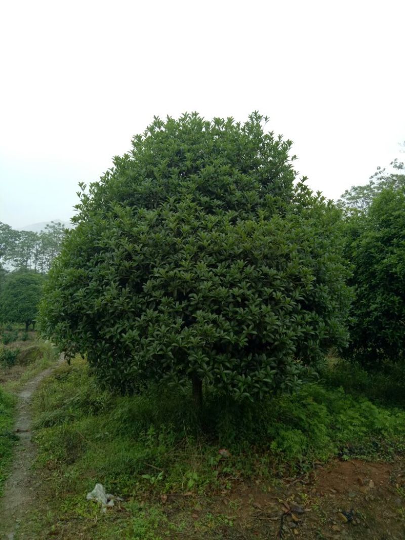桂花树18-20公分