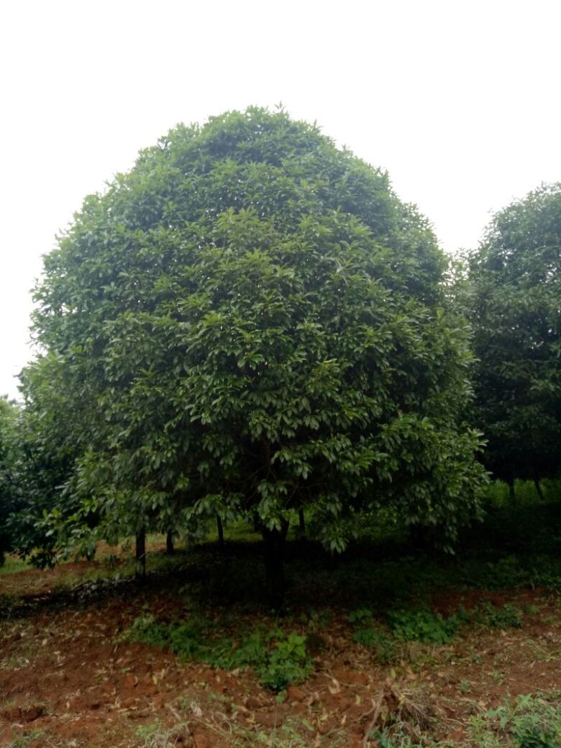 桂花树18-20公分