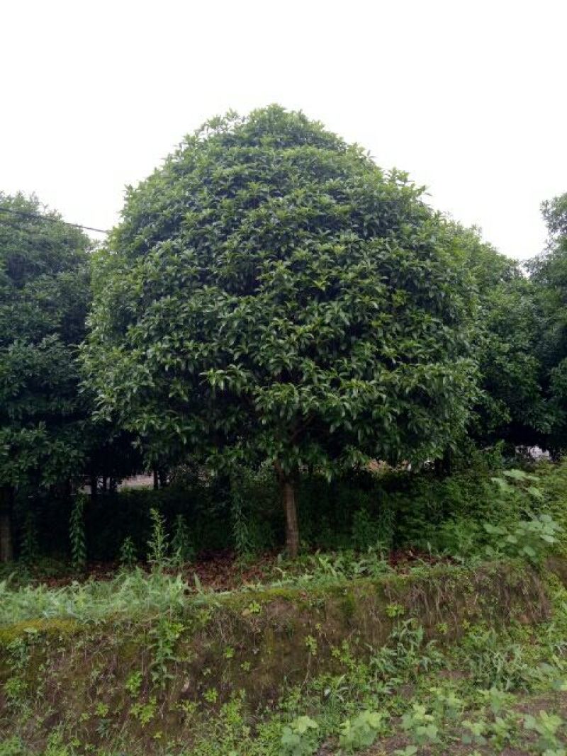 桂花树18-20公分
