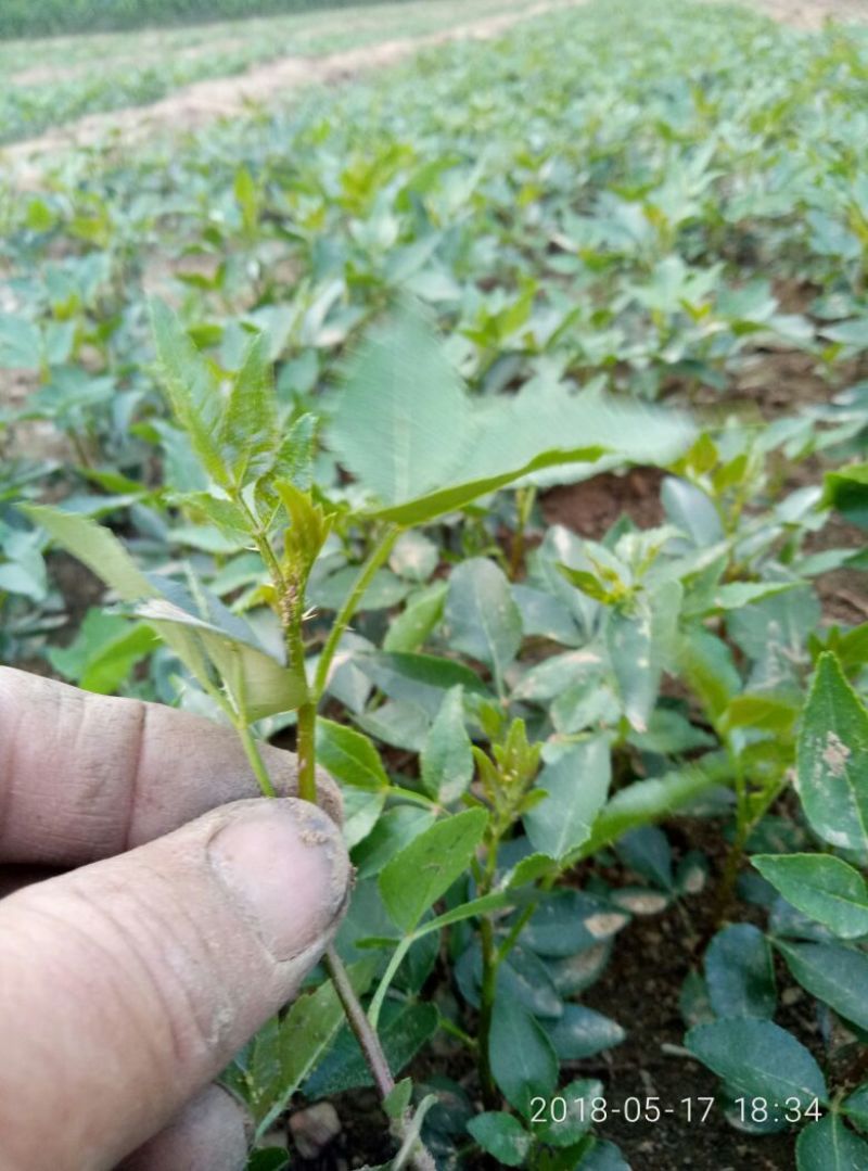 花椒小芽苗，8公分高花椒小苗价格，九叶青花椒苗，大红袍