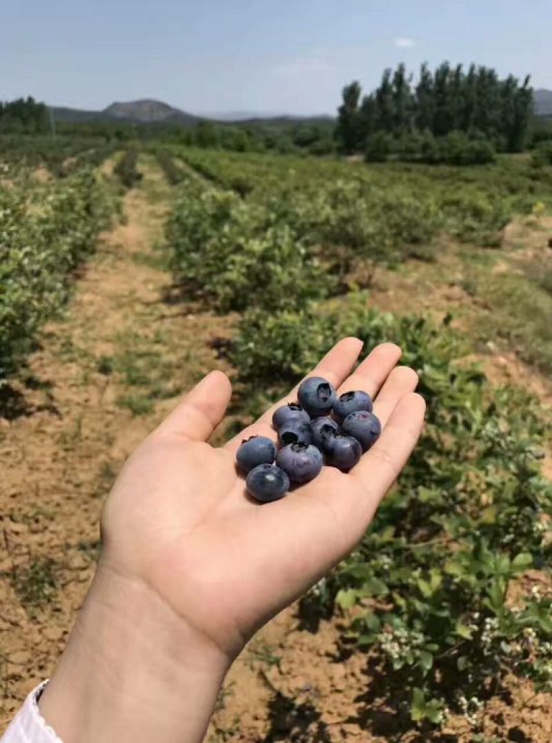 蓝莓