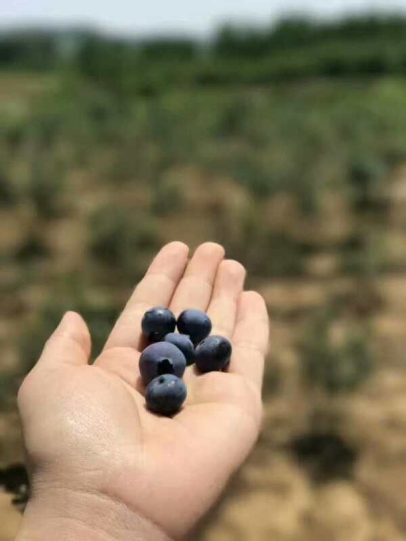 蓝莓
