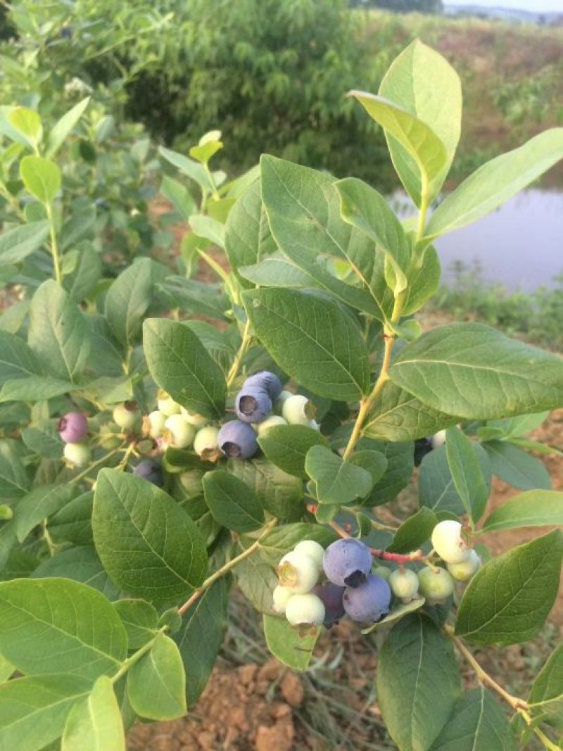 蓝莓