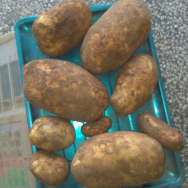 土豆