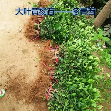 小叶黄杨苗10~20cm