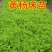 小叶黄杨苗10~20cm