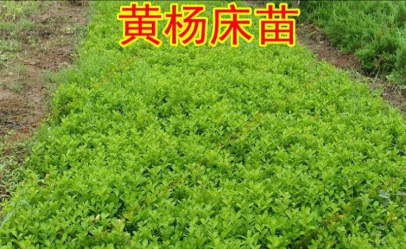 小叶黄杨苗10~20cm