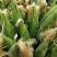 【水果玉米】攀枝花云南元谋种植太阳花,甜脆口感好
