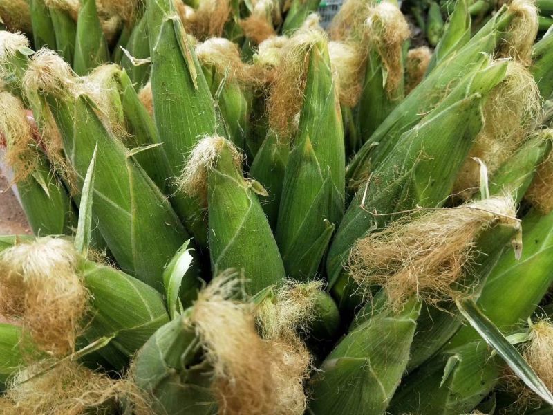 【水果玉米】攀枝花云南元谋种植太阳花，甜脆口感好