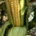 【水果玉米】攀枝花云南元谋种植太阳花,甜脆口感好