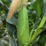 【水果玉米】攀枝花云南元谋种植太阳花,甜脆口感好