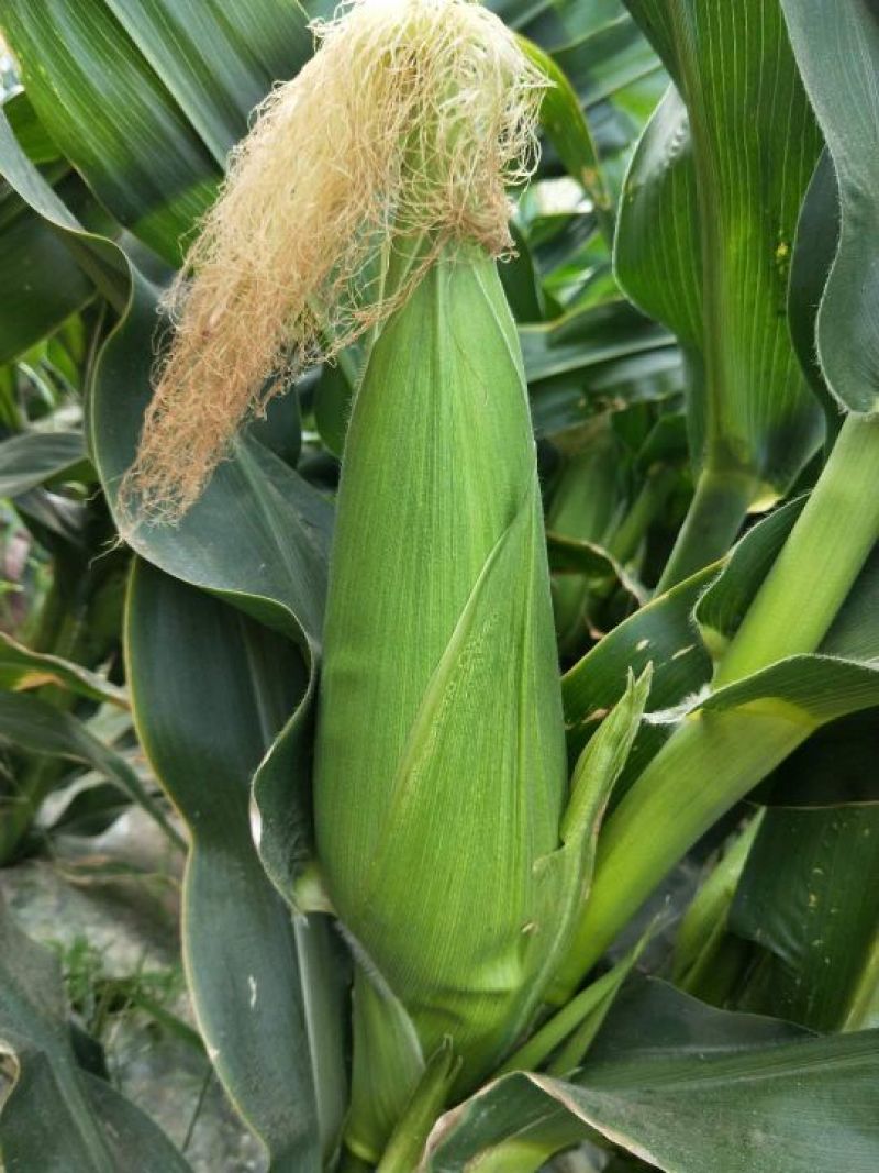 【水果玉米】攀枝花云南元谋种植太阳花，甜脆口感好