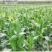 【水果玉米】攀枝花云南元谋种植太阳花,甜脆口感好