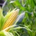 【水果玉米】攀枝花云南元谋种植太阳花,甜脆口感好