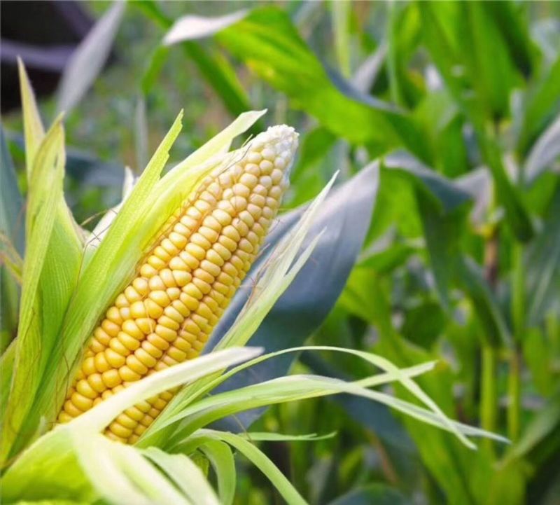 【水果玉米】攀枝花云南元谋种植太阳花，甜脆口感好