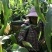 【水果玉米】攀枝花云南元谋种植太阳花,甜脆口感好
