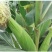 【水果玉米】攀枝花云南元谋种植太阳花,甜脆口感好