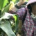 【水果玉米】攀枝花云南元谋种植太阳花,甜脆口感好