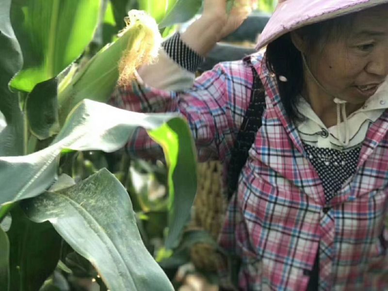 【水果玉米】攀枝花云南元谋种植太阳花，甜脆口感好