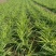 大花萱草黄花。规格高1/60公分