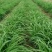 大花萱草黄花。规格高1/60公分