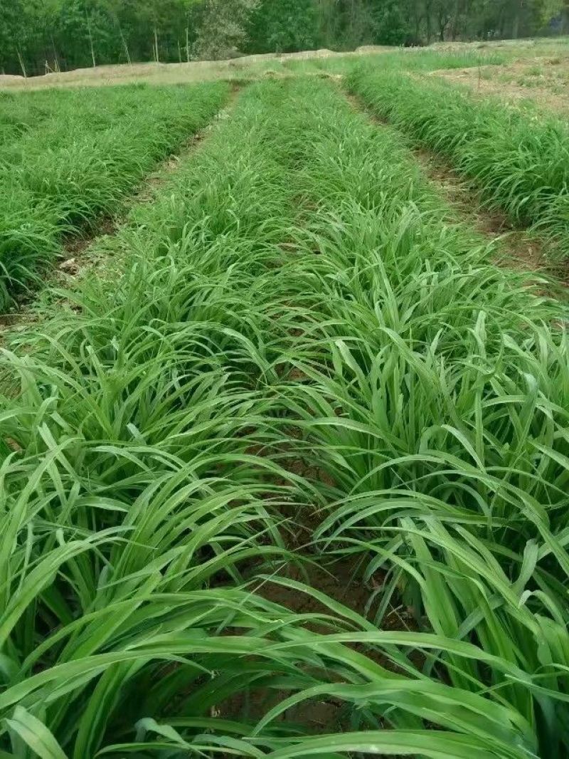 大花萱草黄花。规格高1/60公分