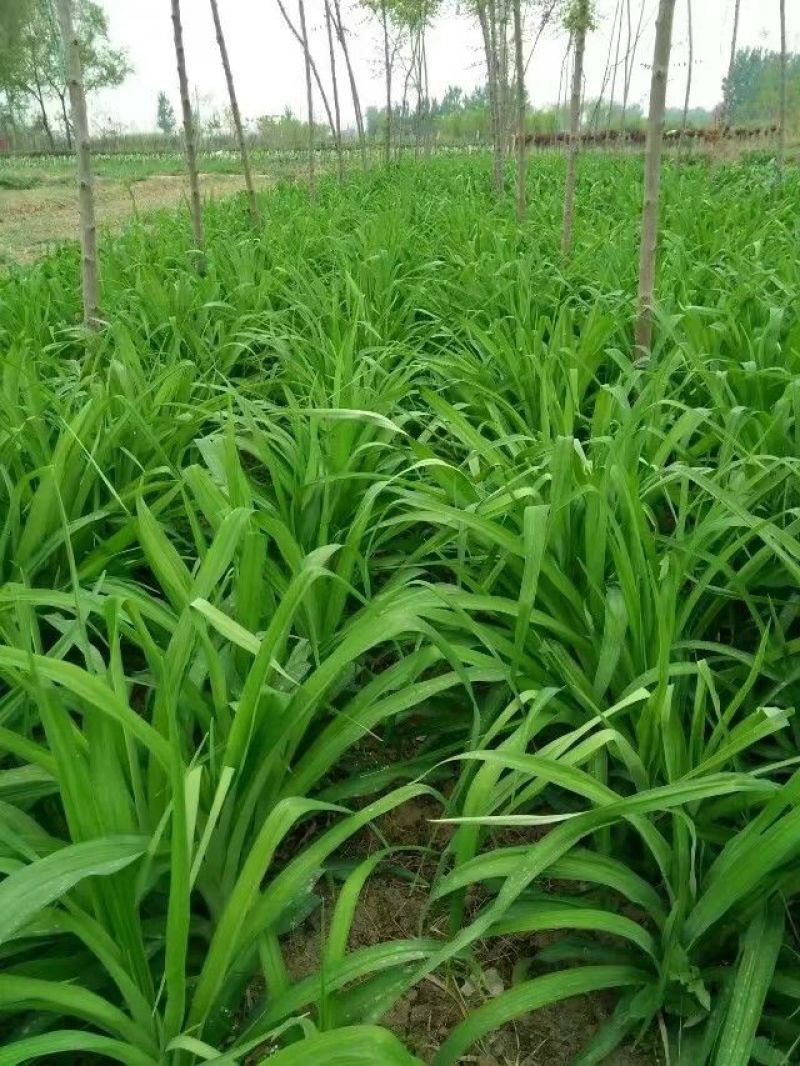 大花萱草黄花。规格高1/60公分
