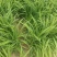 大花萱草黄花。规格高1/60公分