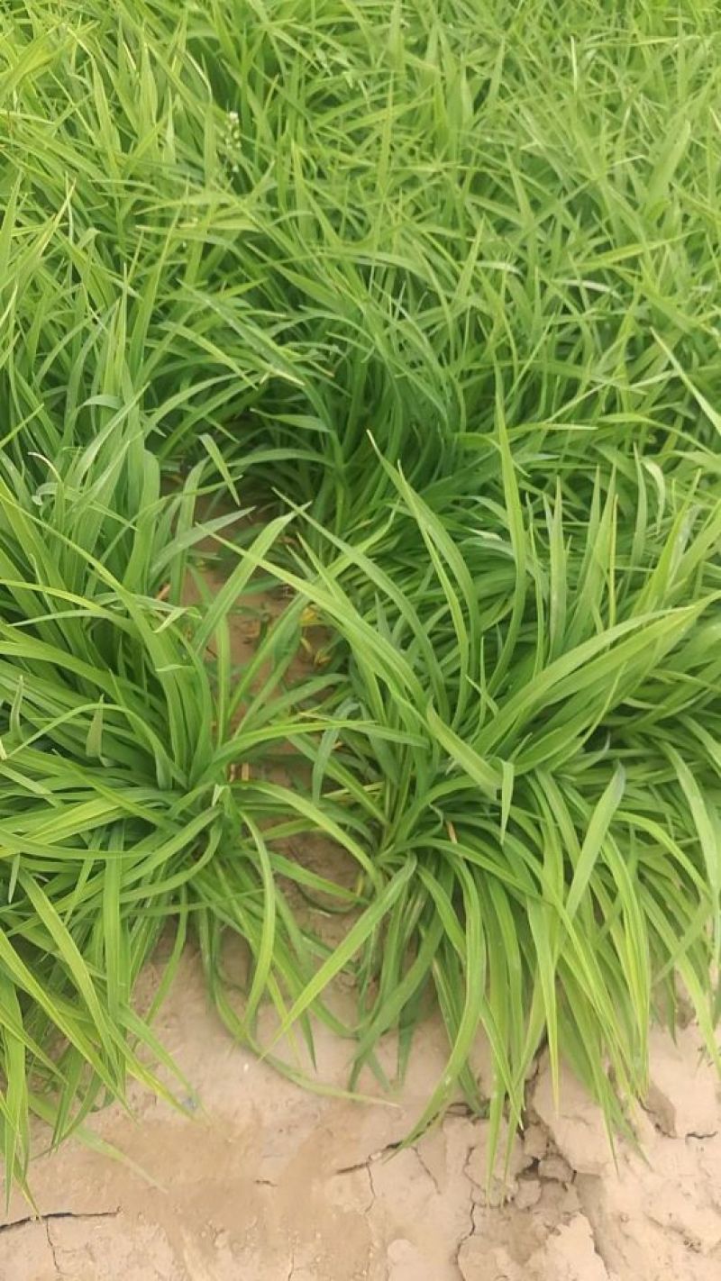 大花萱草黄花。规格高1/60公分