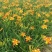 大花萱草黄花。规格高1/60公分