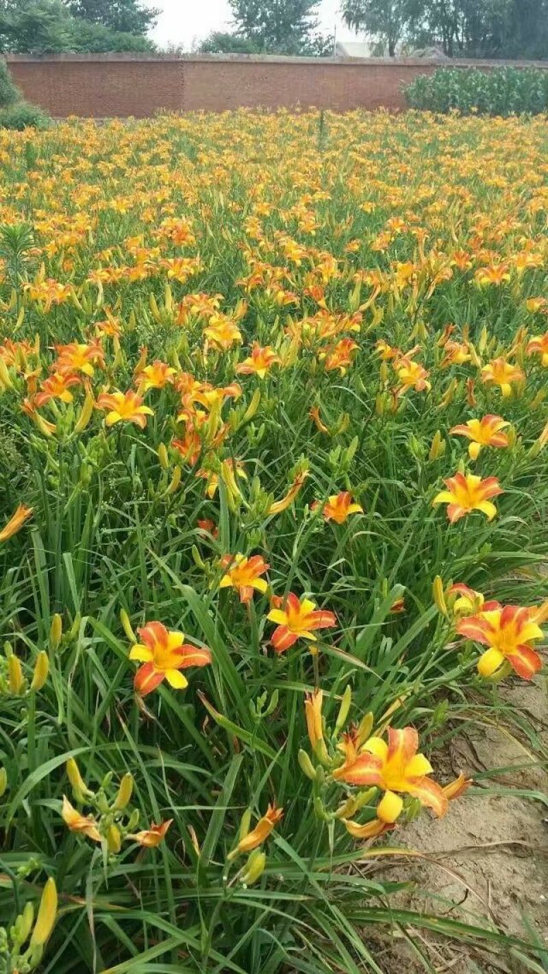 大花萱草黄花。规格高1/60公分