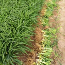 大花萱草黄花。规格高1/60公分