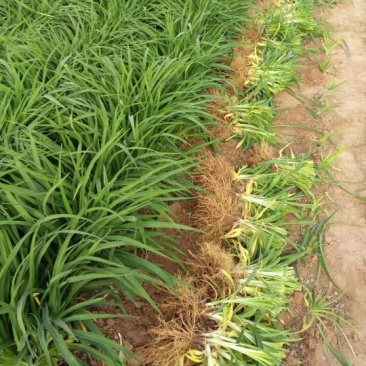大花萱草黄花。规格高1/60公分
