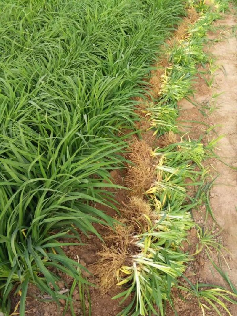 大花萱草黄花。规格高1/60公分