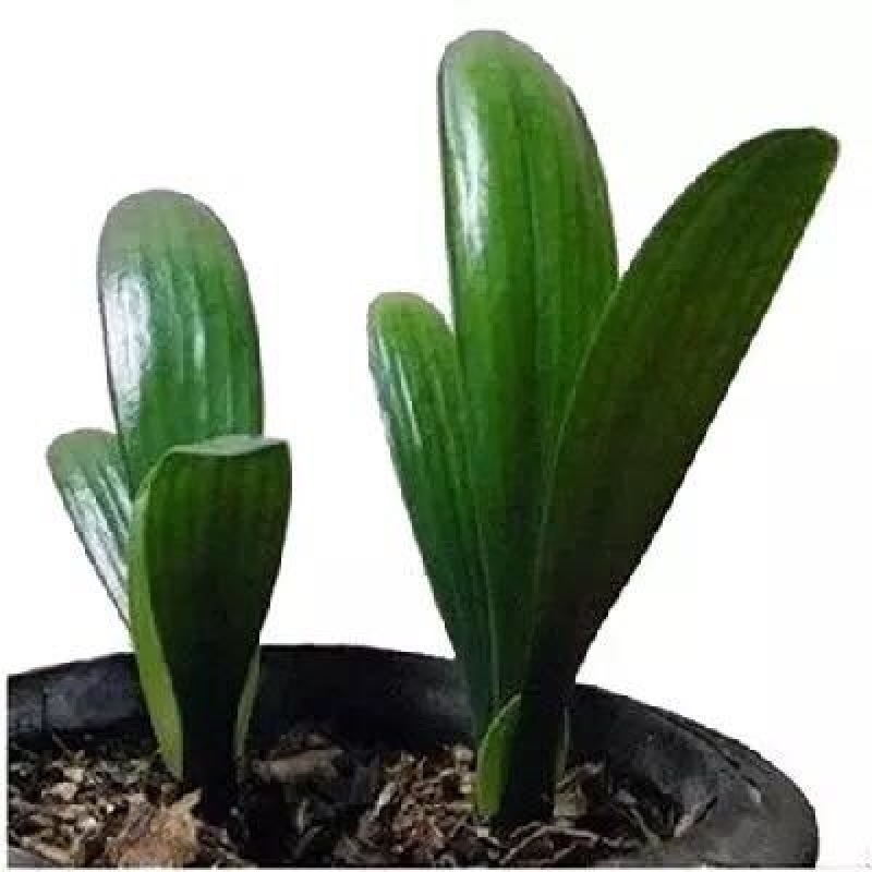 蝴蝶兰
