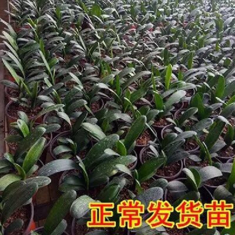 蝴蝶兰