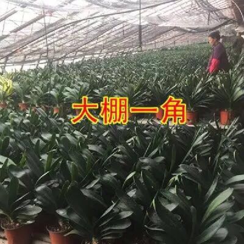 蝴蝶兰
