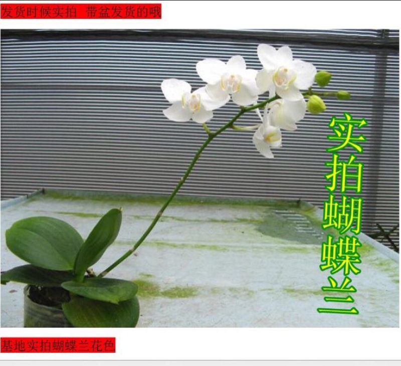 蝴蝶兰